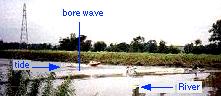 small severn bore with surfers at Stonebench